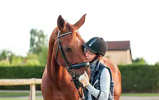 head shy horse