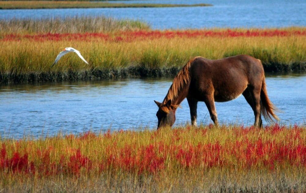 horses hot weather