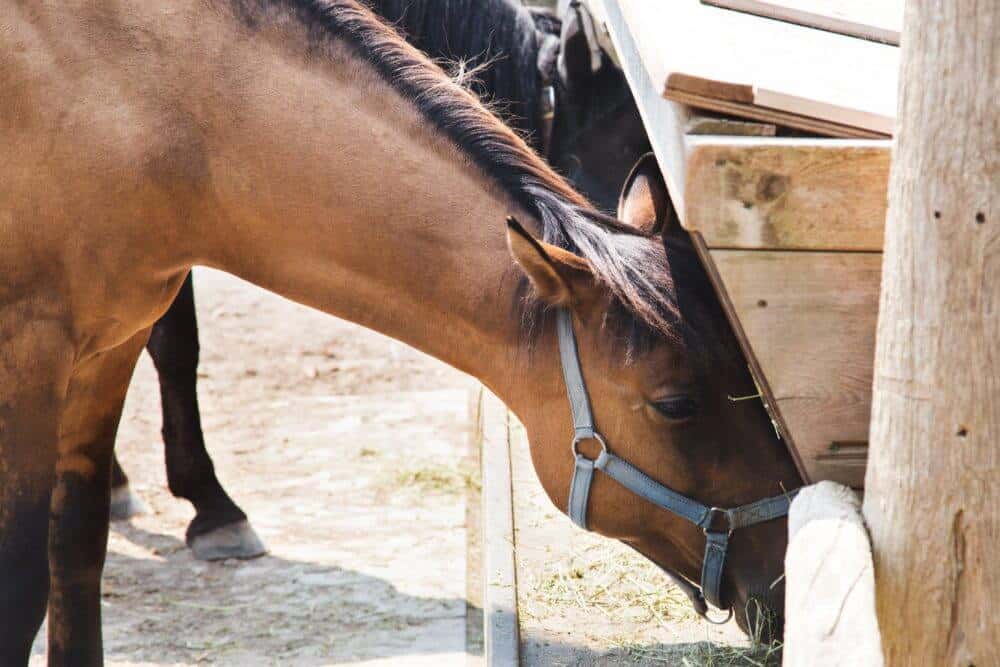 how to determine if your horse is lame
