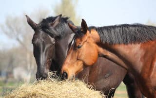 horses scared of fireworks