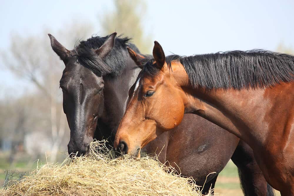 horses scared of fireworks