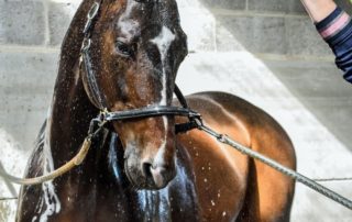horse summer care