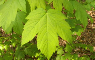 toxic plants for horses