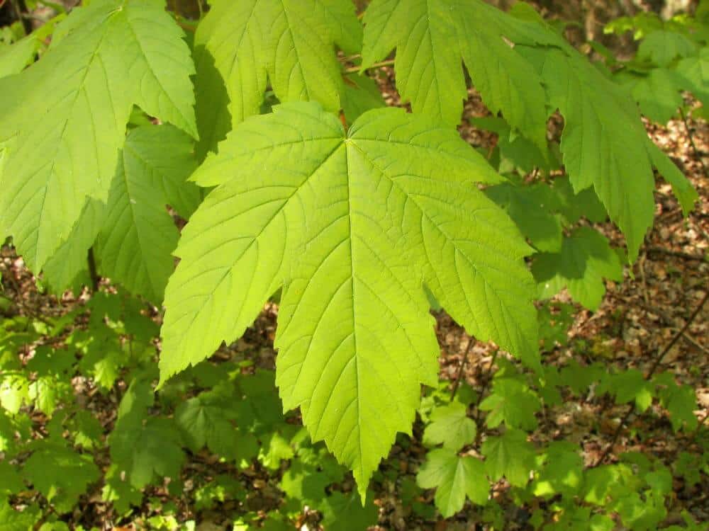 toxic plants for horses