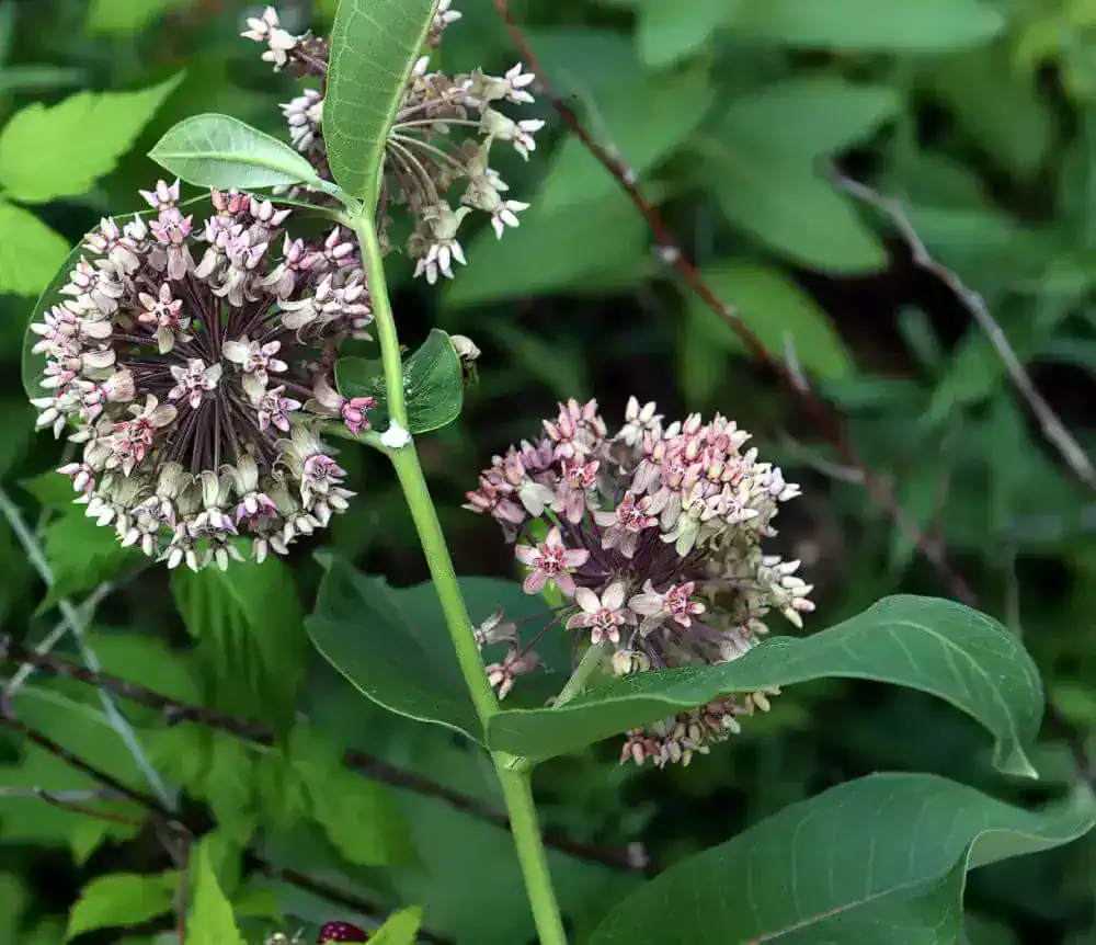 deadly plants for horses