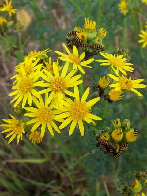plants that are toxic to horses