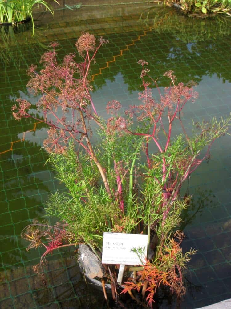 toxic plants for horses