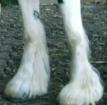 caring for horse scratches