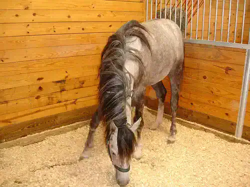 how to care for scratches on horses