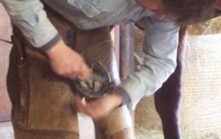 Does my horse need horse shoes