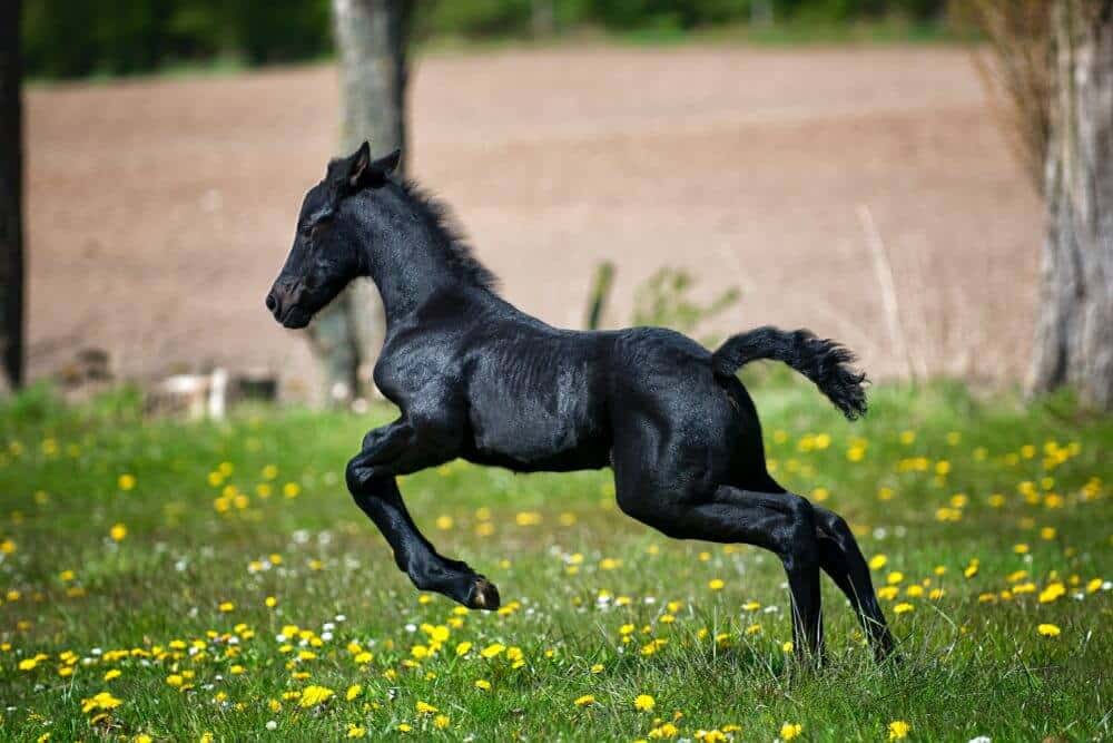 horse fitness