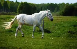 Getting my horse into shape