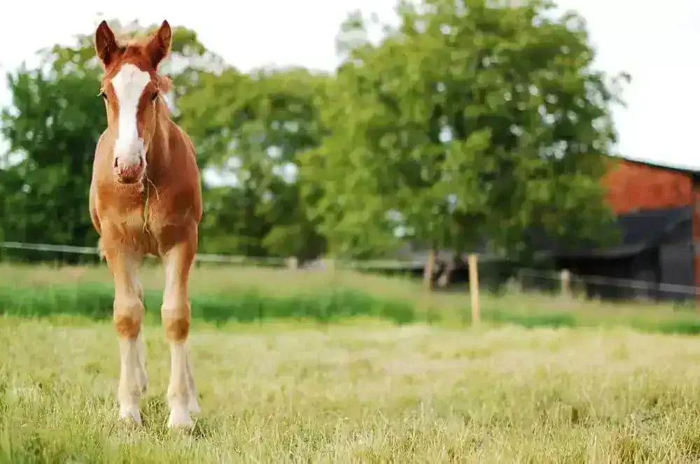 getting my horse fit