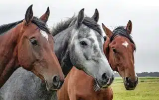 use caution when reading 'horse for sale' ads