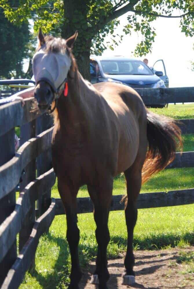 horse fly mask