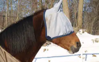 does my horse need a fly mask?