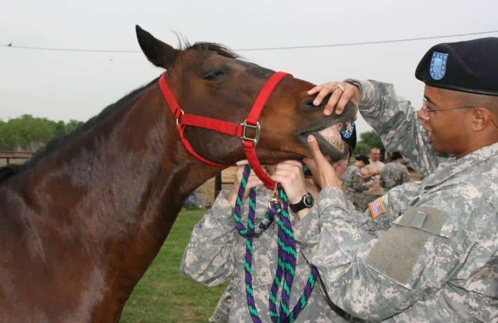 checking a horses mouth