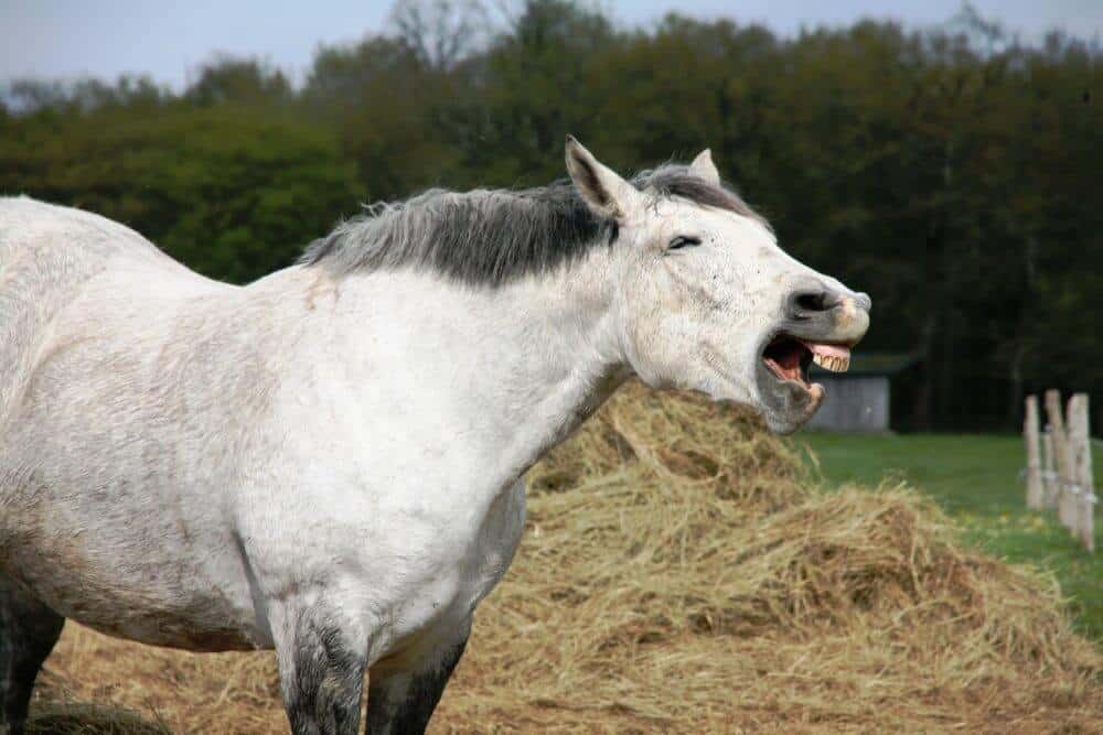 benefits of checking your horses mouth