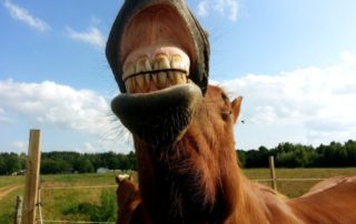 benefits of checking your horses mouth