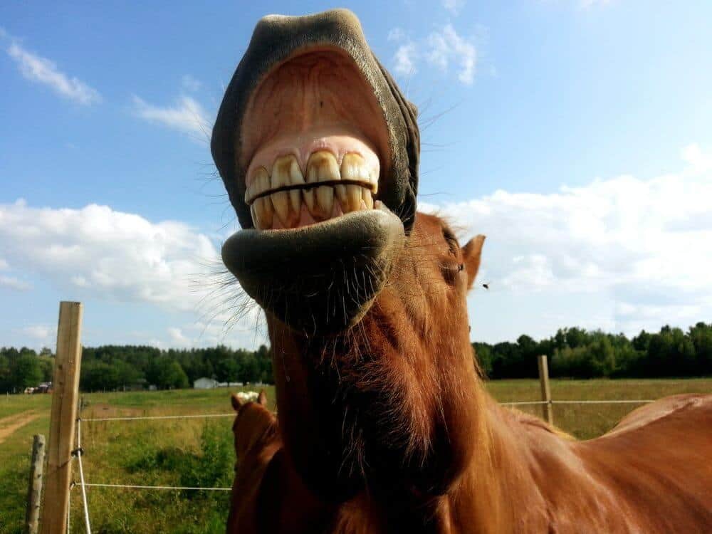 benefits of checking your horses mouth