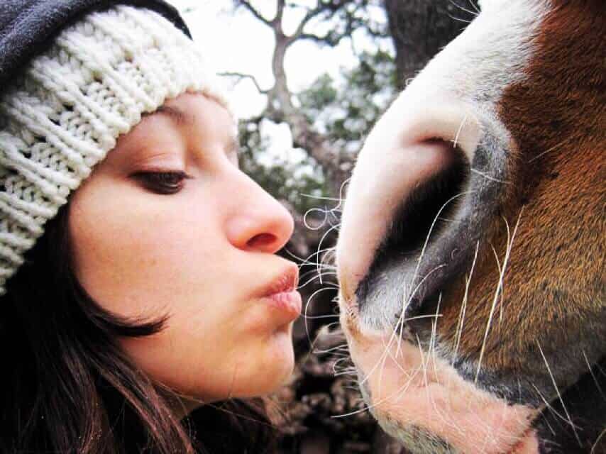 Why we ride horses