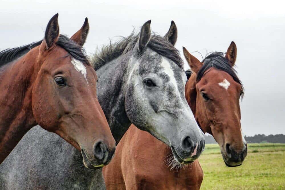 buying the right horse