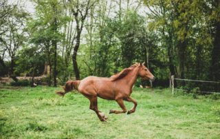 making sure you buy the right horse