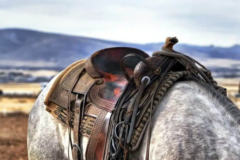 how to buy the right horse