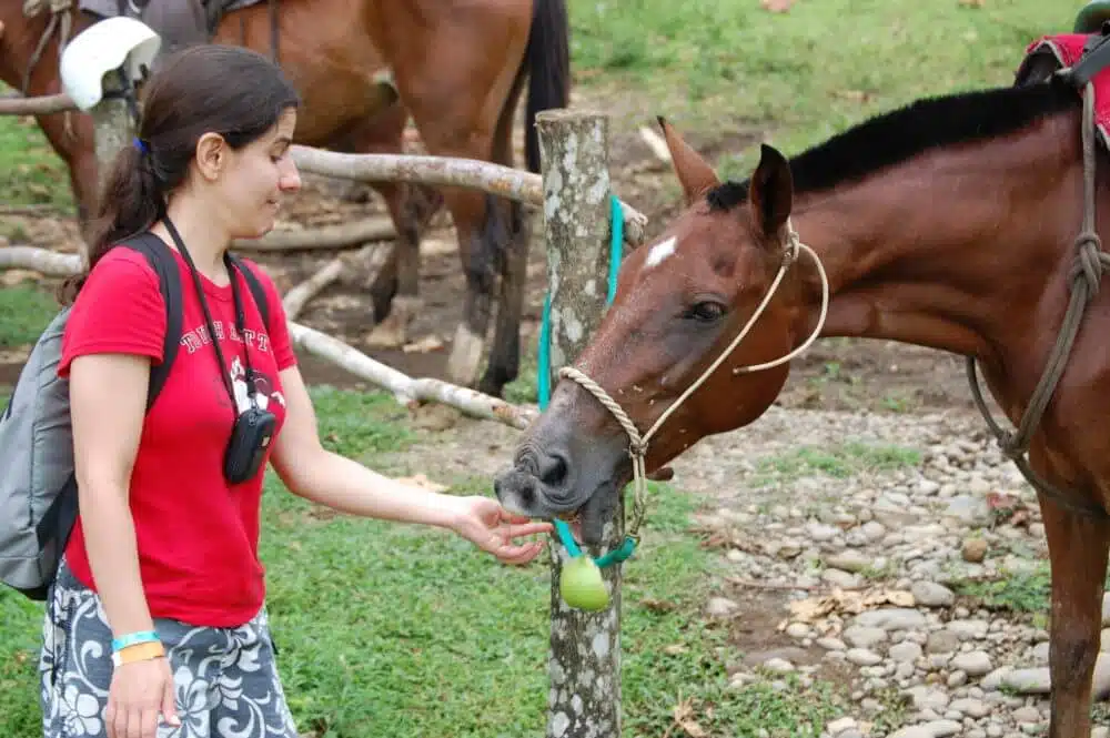 feeding treats to your horse