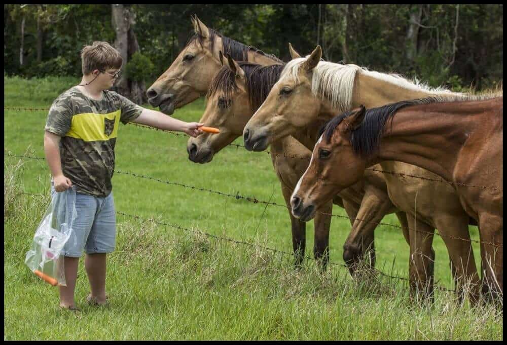 finding the right horse treat