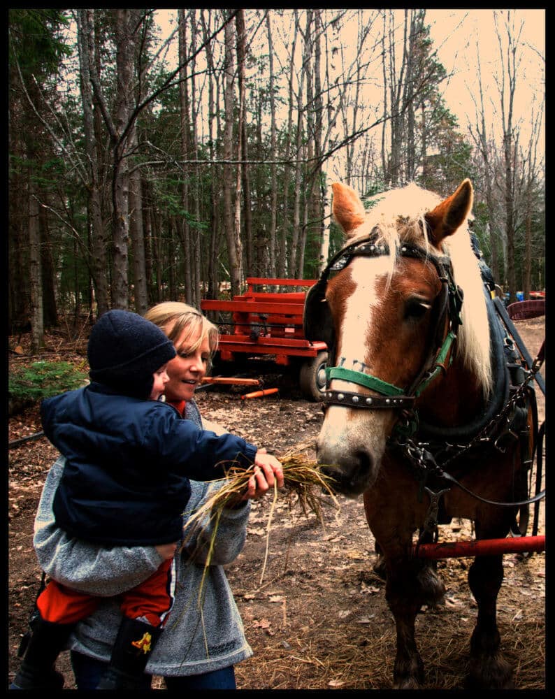 horse treats