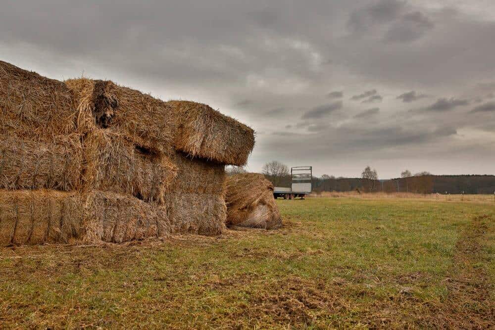 A pile of hay representing a common horse feeding schedule.