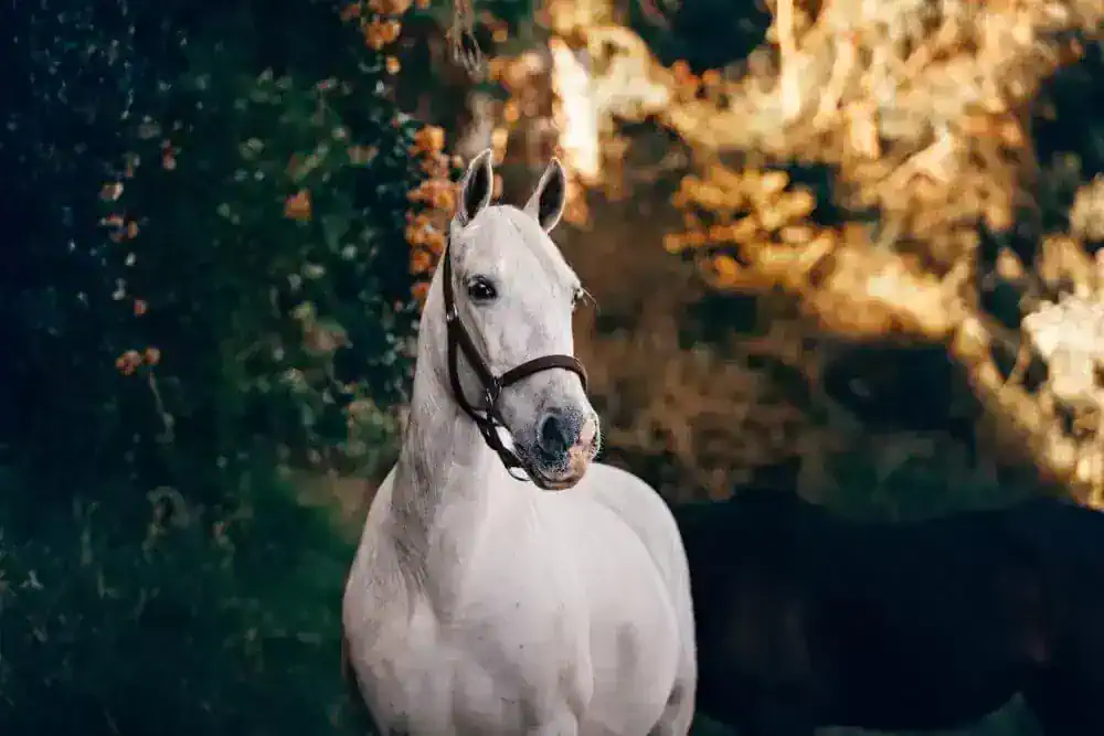 A horse wearing the best horse halter for its rider.