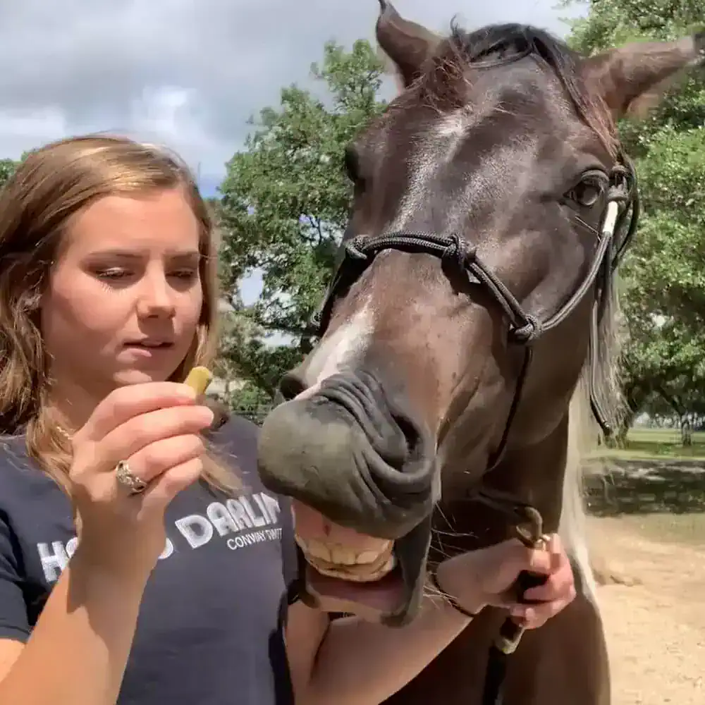 How to Teach a Horse to Smile SaddleBox