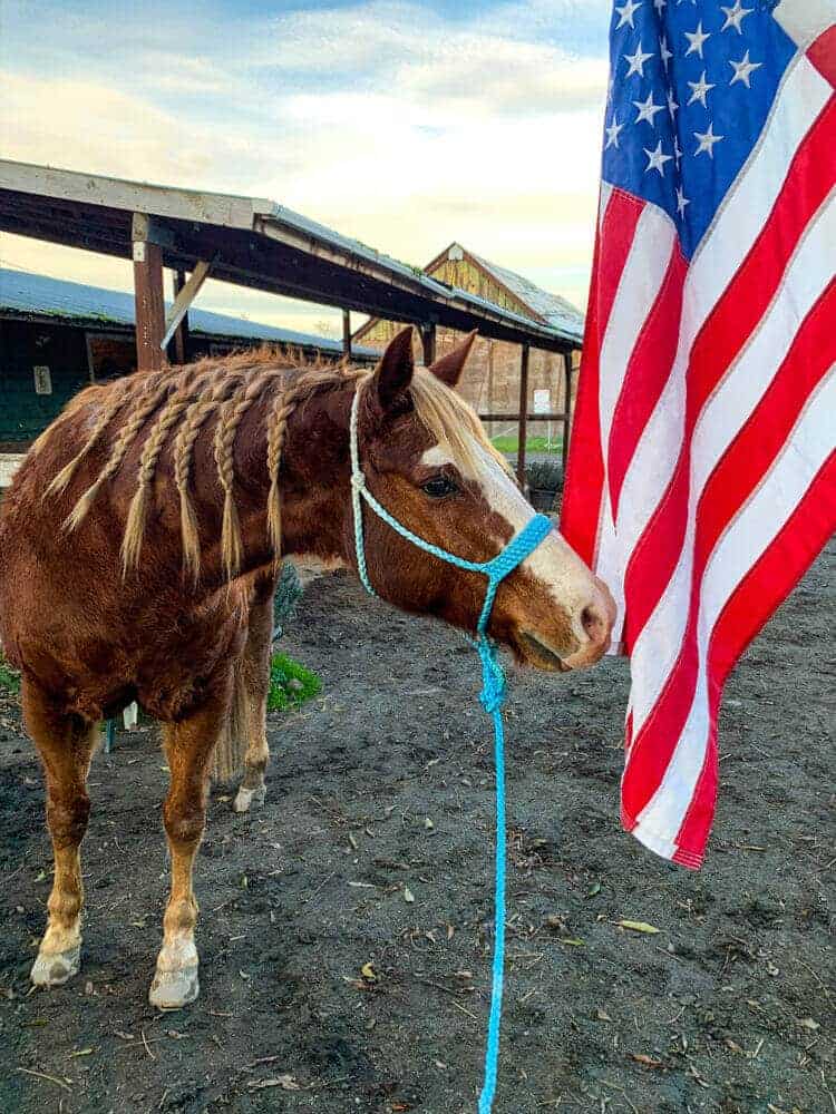 desensitizing scared horse