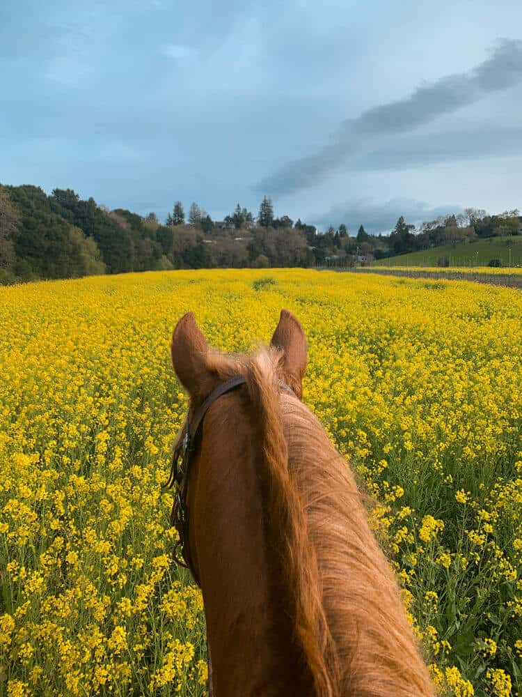 benefits of horse riding