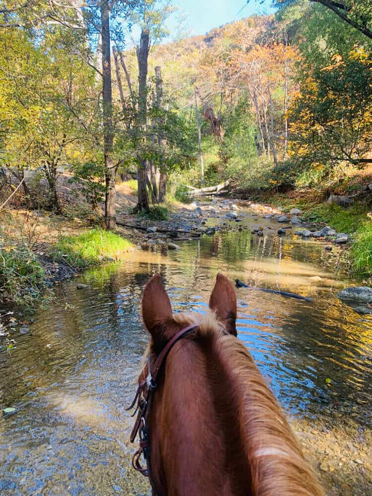 horseback riding