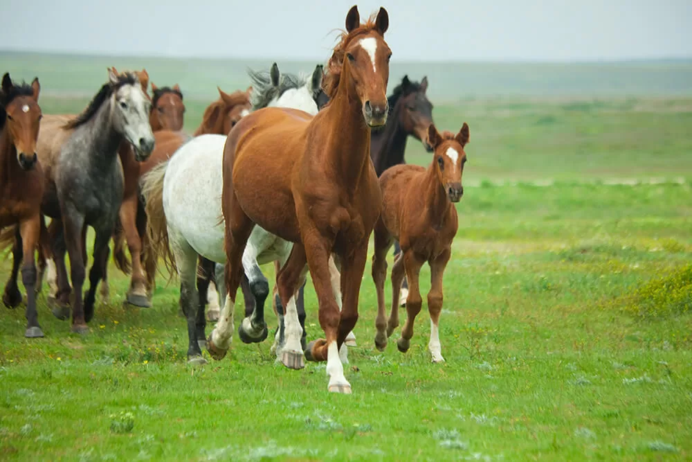 What Do Horses Eat In The Wild Foods Plants