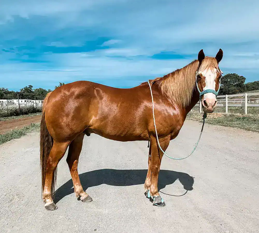 horse photo tips
