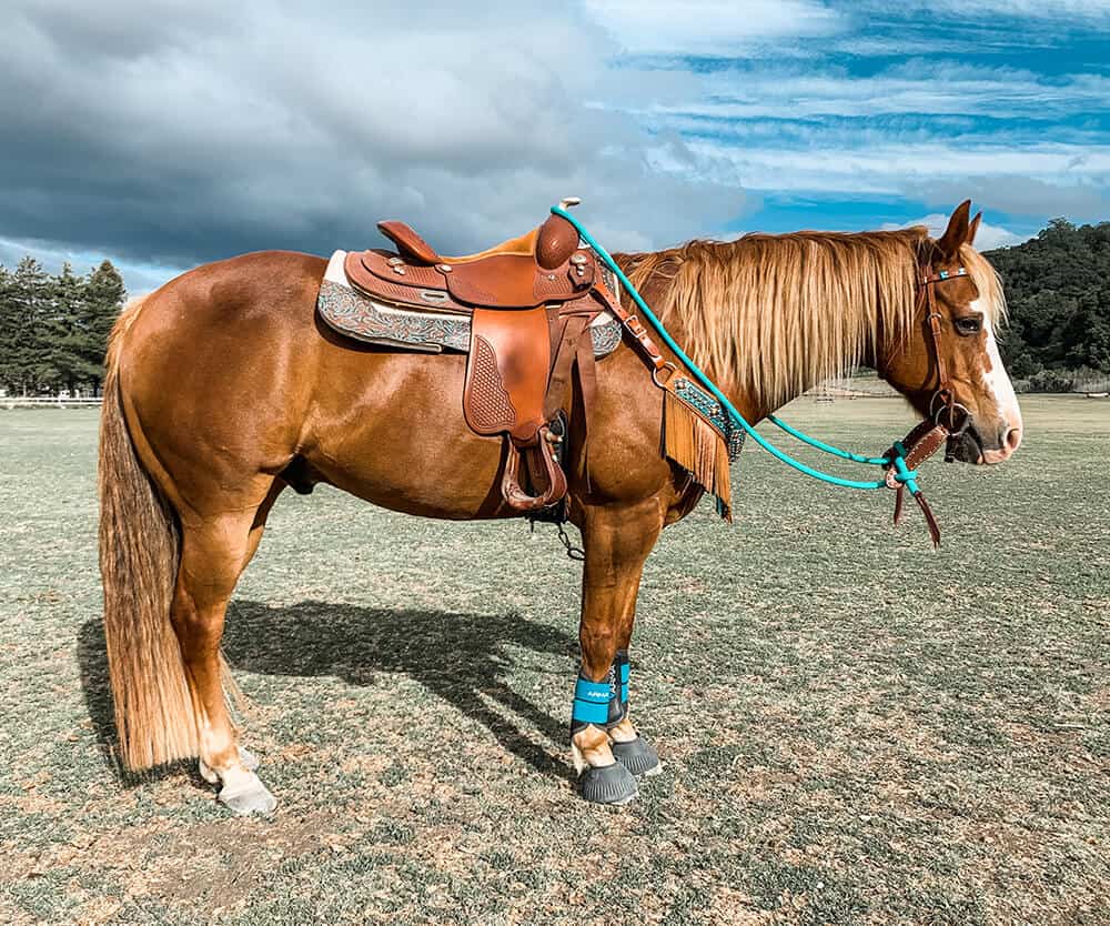 horse photography