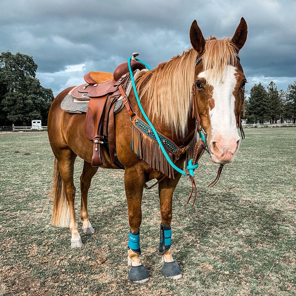 how to photograph horses
