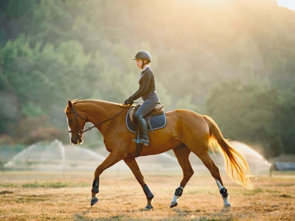 taking pictures of horses