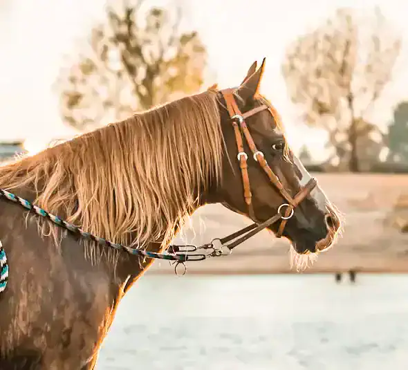 A horse wearing a Dr. Cook Bitless Bridle.