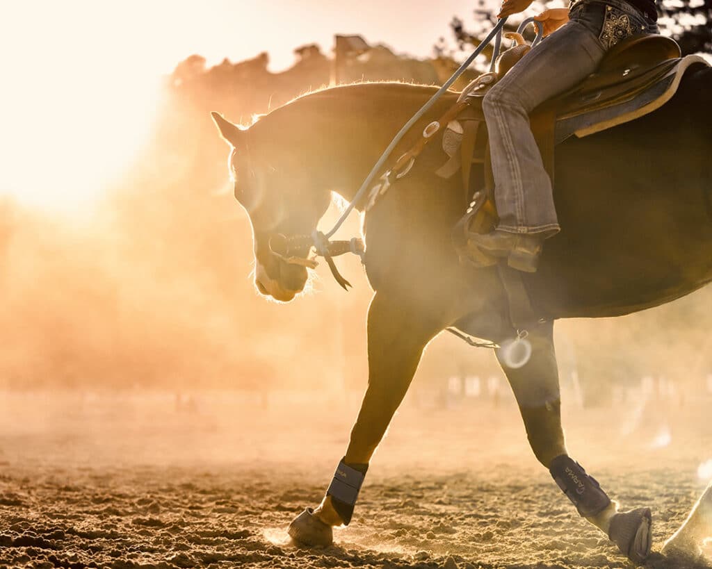 A horse working in the summer.
