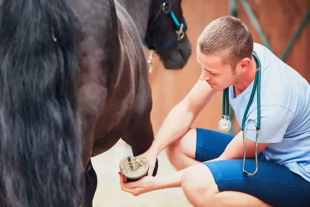 Always do a prepurchase exam on your potential first horse!