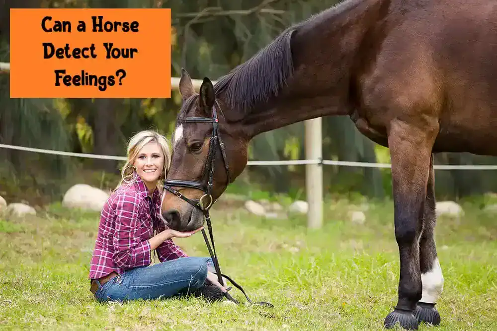 Can a Horse Detect Your Feelings?
