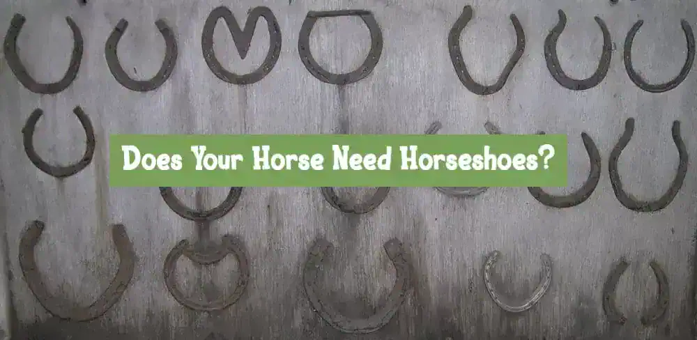 Does Your Horse Need Horseshoes?