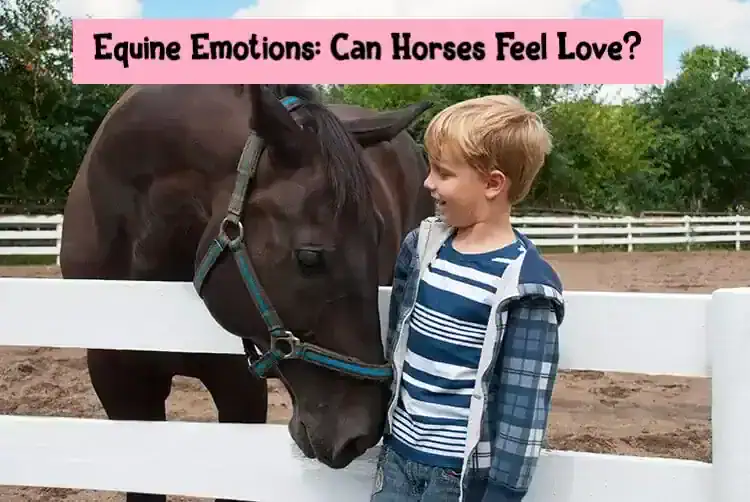 Equine Emotions: Can Horses Feel Love?