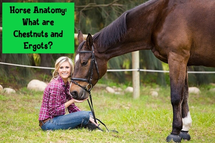 Horse Anatomy: What are Chestnuts and Ergots?