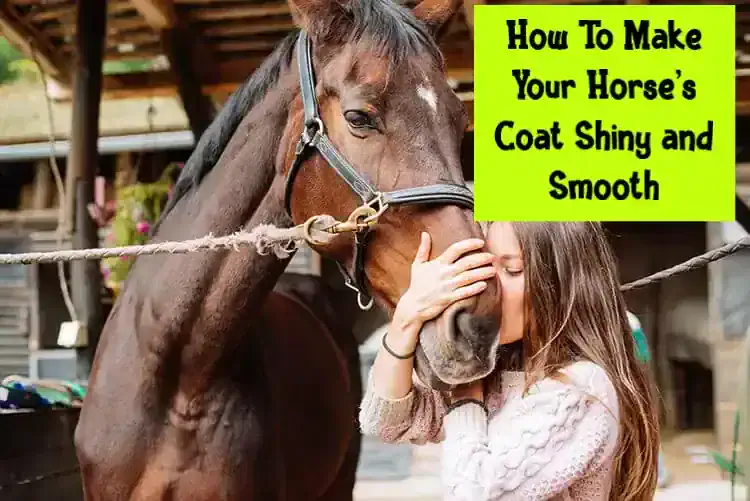 How To Make Your Horse’s Coat Shiny and Smooth